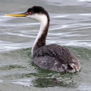 A05WesternGrebe9602.jpg