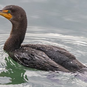 DDoubleCrestedCormorant9542.jpg