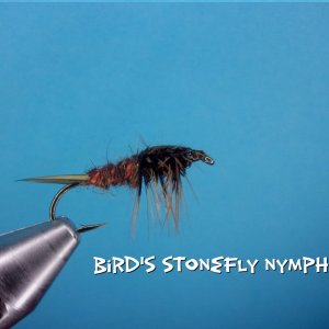 Bird's Stonefly Nymph.jpg