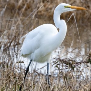 A01GreatEgret9886.jpg