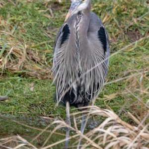 GreatBlueHeron9787.jpg