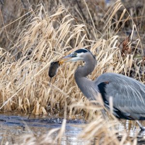 GreatBlueHeronVoleA9872.jpg