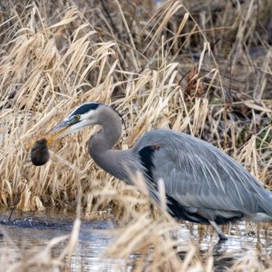 GreatBlueHeronVoleB9873.jpg