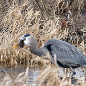 GreatBlueHeronVoleD9875.jpg