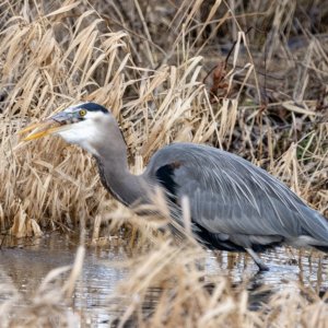 GreatBlueHeronVoleE9876.jpg