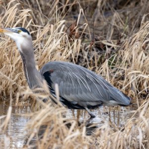 GreatBlueHeronVoleF9877.jpg