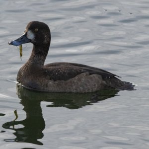 B09ScaupHen9723.jpg