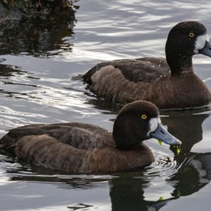 B08GreaterScaupHens9523.jpg