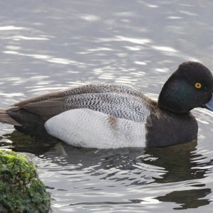 B07GreaterScaupDrake9529.jpg