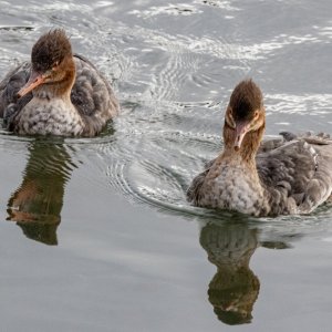 B02RedBreastedMerganserHens9503.jpg