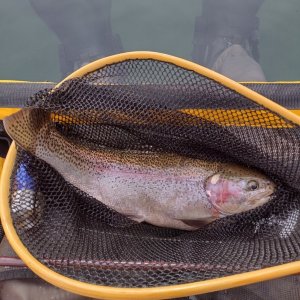 Gomphus trout.jpg