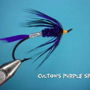 Coulton's Purple Spider.jpg