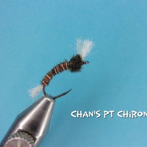 Chan's PT Chironmid.jpg