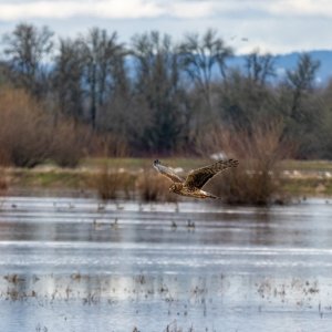 A01NorthernHarrier0708.jpg