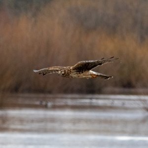 A03NorthernHarrier0709.jpg