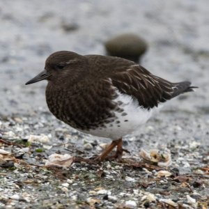 BlackTurnstone0024.jpg