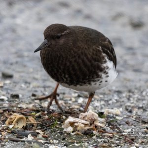 BlackTurnstone0026.jpg