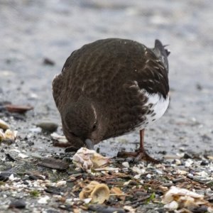 BlackTurnstone0030.jpg