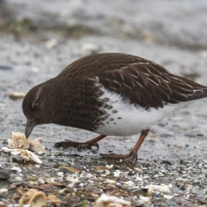 BlackTurnstone0034.jpg