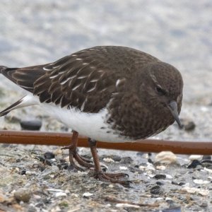 BlackTurnstone0043.jpg