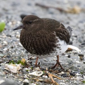 BlackTurnstone0054.jpg