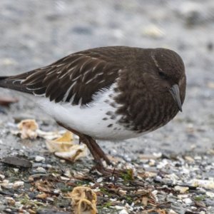 BlackTurnstone0056.jpg