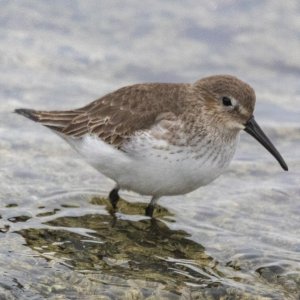 Dunlin0057.jpg