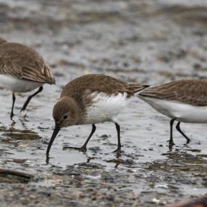 Dunlins0010.jpg