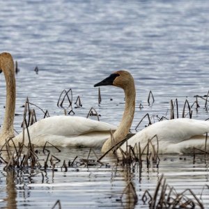 C04TrumpeterSwans&RuddyDuck0673.jpg