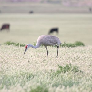 sandhill crane 1.jpg