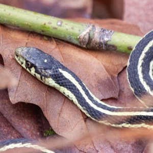 A05GarterSnake0869.jpg