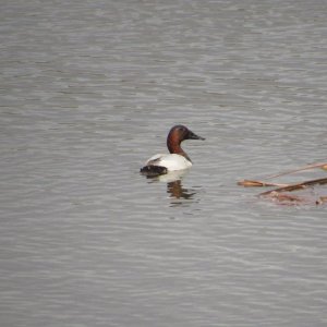 canvasback1.JPG