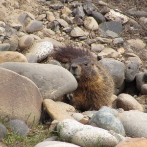 marmot.JPG