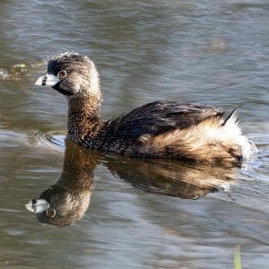 A05aPiedBilledGrebe1023.jpg