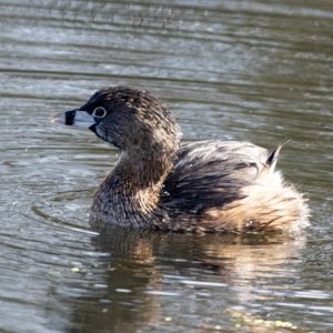 A05bPiedBilledGrebe1015.jpg