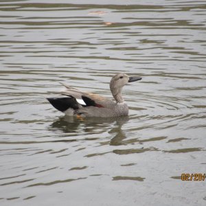 gadwall.JPG