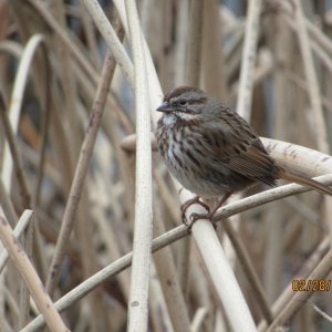 song sparrow.JPG