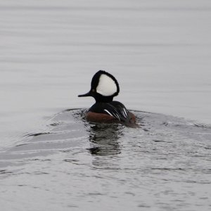 Hooded Merganser crop.JPG