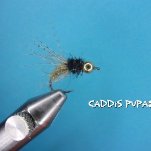 Caddis Pupae.jpg