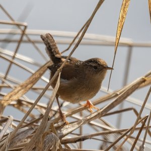 C06MarshWren1003.jpg