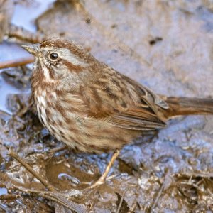 C07SongSparrow0353.jpg