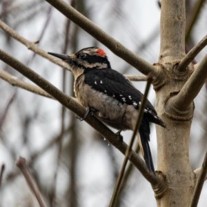 C10HairyWoodpecker0434.jpg