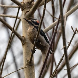 C12HairyWoodpecker0430.jpg