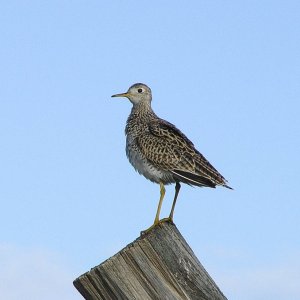 uplandsandpiper.jpg