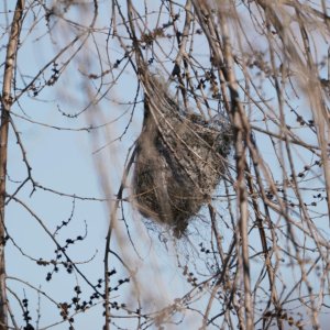 Basket Nest.JPG