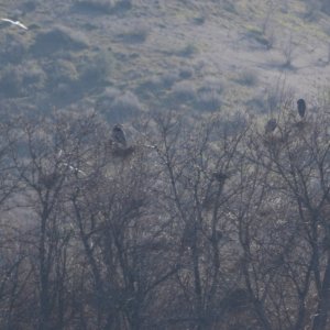 Heron Rookery.JPG