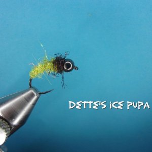 Dette's Ice Pupa.jpg