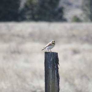 horned lark.JPG