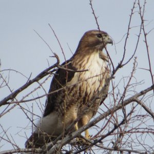 redtail.JPG