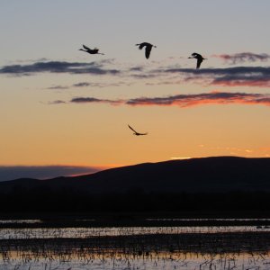 evening sandhills.JPG